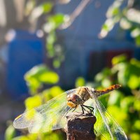 Солнечные ванны :: Игорь Чичиль