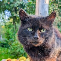 Бандюга :: Анастасия Логинова