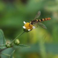 ** :: Зоя Мишина