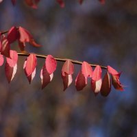 Осенняя пора... :: Николай Саржанов