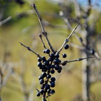 Черно-колючий урожай :: Леонид Иванчук