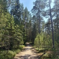 Дорога к древнему памятнику народного суеверия... :: Наталия Павлова