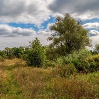 Осень она не спросит ... :: Андрей Дворников