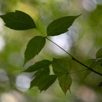 Ветка  клёна :: Геннадий Супрун