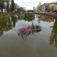 Озеро на улице Серова :: Наиля 