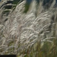 Мусквнтус китайский :: Александр Леонов Мусквнтус китайский :: Александр Леонов