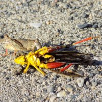 Вкуснятина...) :: Константин Штарк Вкуснятина...) :: Константин Штарк