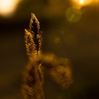 Сентябрь. Закат. :: TATYANA PODYMA