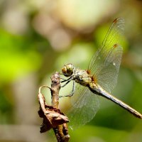 опять про стрекоз 2 :: Александр Прокудин