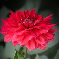 Георгин. :: Сергей К. 