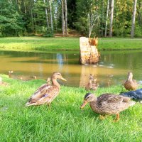 Утки :: Сапсан 