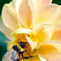 *** :: Виктор Иванович Чернюк *** :: Виктор Иванович Чернюк