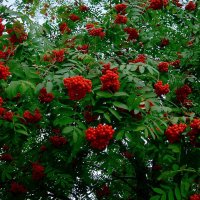 Рябина. Богатый урожай... :: Игорь Тельцов