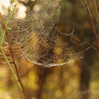 *** :: Елена Kазак (selena1965) *** :: Елена Kазак (selena1965)