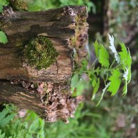 1 :: Константин Сафронов