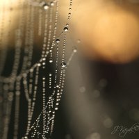 *** :: Елена Kазак (selena1965) *** :: Елена Kазак (selena1965)