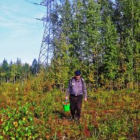 Сентябрь...Грибник на трассе ЛЭП-500! :: Владимир 