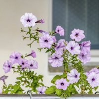 Сентябрьские :: Валерий Иванович