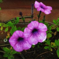 Возле дома :: Людмила Смородинская Возле дома :: Людмила Смородинская