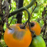 Урожай созрел! :: Ольга 