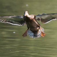 Уточка. :: Владимир Безбородов Уточка. :: Владимир Безбородов