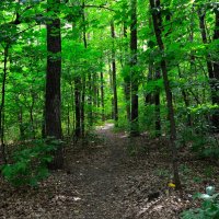 Чебоксары. Тропинка в зарослях Берендеевского леса летом. :: Пётр Чернега Чебоксары. Тропинка в зарослях Берендеевского леса летом. :: Пётр Чернега