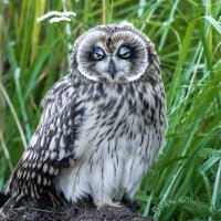 сова болотная - слеток. :: юрий макаров сова болотная - слеток. :: юрий макаров