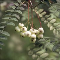 рябинка :: Svetlana Galvez рябинка :: Svetlana Galvez