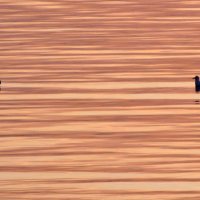 Чайки на закате :: Александр Ильчевский Чайки на закате :: Александр Ильчевский