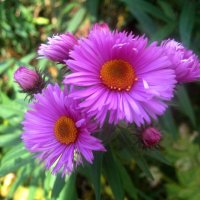 **** :: Елена Семигина **** :: Елена Семигина