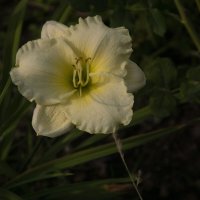 желтый цветок :: Яков Реймер