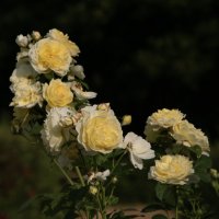 Осенние цветы :: Яков Реймер