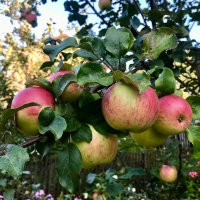 Наливные яблочки :: Татьяна Наливные яблочки :: Татьяна