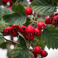 Боярышник. :: Сергей К. 