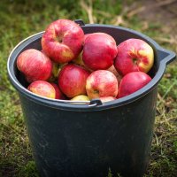 Урожай 2025. :: Сергей К. 