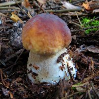 На толстой ножке :: Андрей Снегерёв На толстой ножке :: Андрей Снегерёв