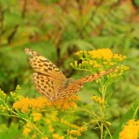 Маскировка... :: Юрий Моченов