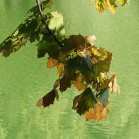 Сентябрь :: Рита Симонова