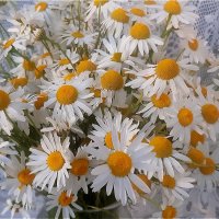 Букет ромашек полевых! :: Нина Андронова Букет ромашек полевых! :: Нина Андронова