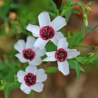 Лён крупноцветковый :: Светлана Лён крупноцветковый :: Светлана