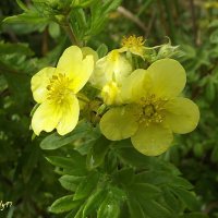 Лапчатка :: Freddy 97