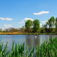 Лето. :: Владимир 