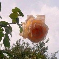 Высокая роза :: Наталья 