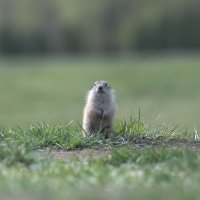 Малыш :: Марина Фомина.