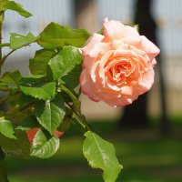 Роза Полька в Летнем саду :: Сергей Беляев Роза Полька в Летнем саду :: Сергей Беляев