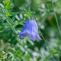 Колокольчики как отдельный вид искусства :: Александр Филатов