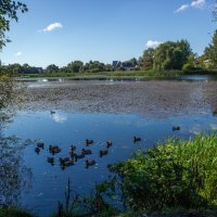 Утиные истории. :: Михаил "Skipper" Утиные истории. :: Михаил "Skipper"