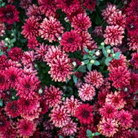 "Мультифлороковрик"© :: Владимир Макаров