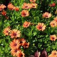 Актотис на ярком солнце :: Aida10 