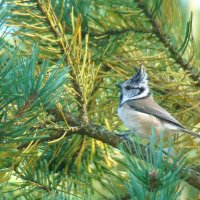 гренадёрка :: gawrilа - dan